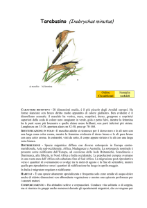 Tarabusino (Ixobrychus minutus)