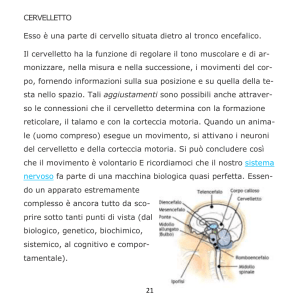 21 CERVELLETTO Esso è una parte di cervello situata