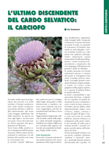 il carciofo - Provincia autonoma di Trento