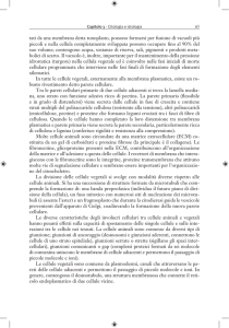 tati da una membrana detta tonoplasto, possono formarsi