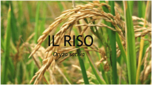 IL RISO - liceo scientifico “E.Medi”.