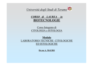 Sangue File - Progetto e