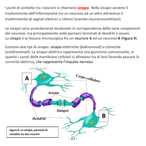 21 - I punti di contatto tra i neuroni si chiamano sinapsi. Nella