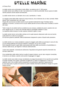 Stelle Marine