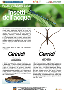Gli insetti che vivono nell`acqua si possono dividere