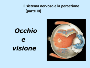 Occhio e visione
