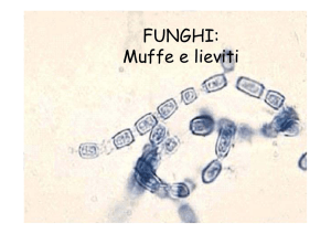 FUNGHI: Muffe e lieviti - ITIS Cannizzaro Colleferro