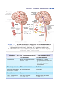 6. Anatomia e fisiologia degli animali e dell`uomo 963