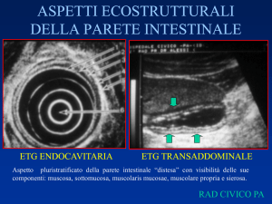 Pareti dell`intestino : aspetti normali e patologici