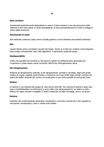 B Beta carotene Carotenoide particolarmente abbondante in natura