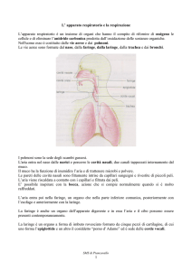 L` apparato respiratorio e la respirazione
