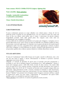 PESCE COMBATTENTE - Animali e Animali