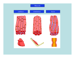 Muscolo Liscio: Anatomia, Contrazione e Meccanismi Molecolari