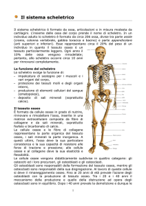 Il sistema scheletrico