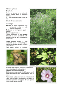 Hibiscus syriacus