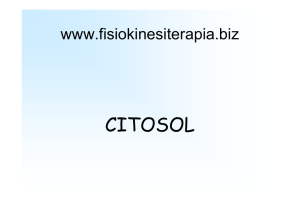 citosol - Fisiokinesiterapia