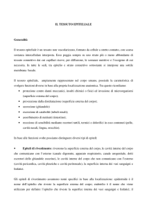 Il tessuto epiteliale