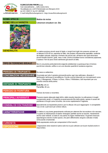 scheda tecnica - Floricoltura Pironi