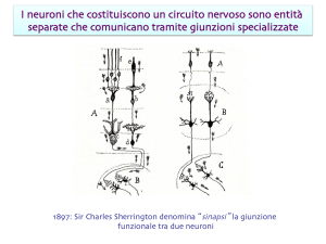 I neuroni che costituiscono un circuito nervoso sono entità separate