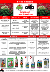 Stella di Natale