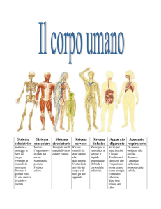 Sistema scheletrico Sistema muscolare Sistema circolatorio Sistema