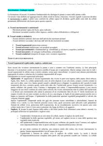 Esercitazioni: Tessuti