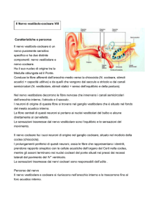 Caratteristiche e percorso Il nervo vestibolo