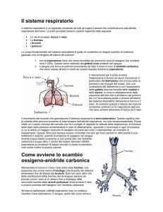 Il sistema respiratorio Come avviene lo scambio ossigeno
