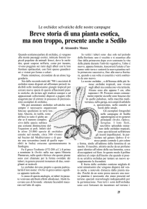 Breve storia di una pianta esotica, ma non troppo, presente