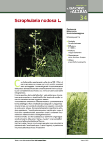 034 Scrophularia nodosa L.