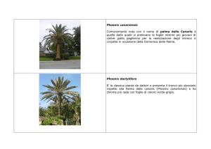 Scheda di riconoscimento delle palme con indicazione di tuitte le