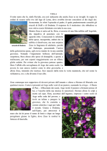 VIOLA Il mito narra che Io, ninfa fluviale, era così seducente che