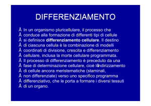 12 Cellule staminali e differenziamento pdf - e