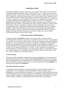 corinebatteri