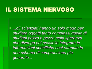 il sistema nervoso