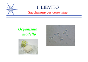 lievito... - Scuola Media Statale MICHELANGELO