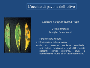 Occhio di pavone