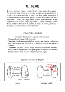 Il seme - Area Sostegno