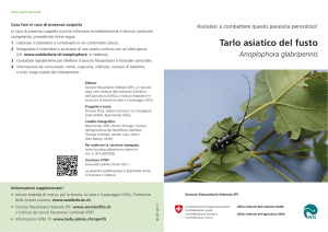 Tarlo asiatico del fusto