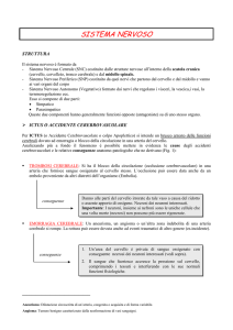 sistema nervoso