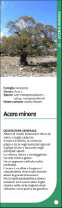 Scheda acero minore