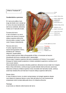 Caratteristiche e percorso È il nervo più sottile e il più lungo dei