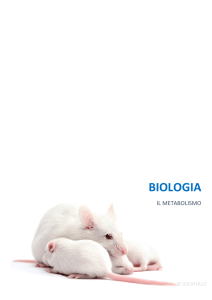 Il Metabolismo