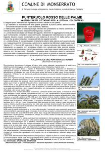 Punteruolo rosso - Comune di Monserrato