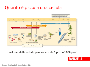 La cellula