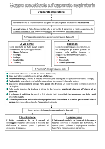 Mappa concettuale sull`apparato respiratorio
