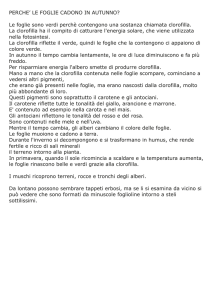 Senza titolo-1