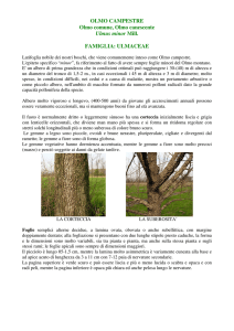 OLMO CAMPESTRE Olmo comune, Olmo canescente Ulmus minor