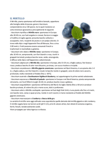 il mirtillo
