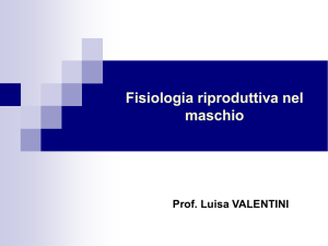 Fisiologia riproduttiva nel maschio